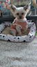 絲萌百麗小狗狗的衣服保暖狗衣服小型犬秋冬天加厚比熊泰迪博美寵物衣服 咖色 S碼約2-4斤 曬單實(shí)拍圖