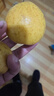 鮮姿正宗遼寧鞍山南果梨東北特產(chǎn)南國梨香水梨新鮮水果秋梨子中秋禮盒 4.5-4.8斤黃果約30枚家庭裝 曬單實(shí)拍圖