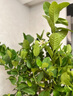 愛(ài)優(yōu)尚香水檸檬樹(shù)盆栽綠植大型室內客廳植物吸甲醛陽(yáng)臺四季好養源頭直發(fā) 曬單實(shí)拍圖