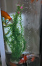 海麗雅新款圓柱形魚缸客廳小型免換水亞克力生態(tài)魚缸水族箱底濾落地家用 白色 安裝套餐(干濕分離底濾)直徑40cm+手機APP 曬單實拍圖