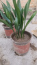 一葉蘭盆栽植物室內(nèi)客廳大葉觀葉綠植四季常青耐寒四季好養(yǎng)花卉 一盆10顆整體[高60-80cm]稀疏 不含盆 曬單實(shí)拍圖