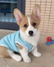 狗狗立耳貼器神器德牧杜賓馬犬幼犬小型犬豎耳器輔助柯基矯正立耳 一盒裝體驗(yàn)裝 曬單實(shí)拍圖