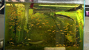Atman魚(yú)缸加熱棒AT-700防爆玻璃加溫棒水族箱控溫器自動(dòng)恒溫升溫棒 50W推薦25-40cm魚(yú)缸 曬單實(shí)拍圖