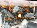 泰國相手蟹觀賞蟹相守蟹寵物蟹發(fā)財蟹淡水蟹擺地攤寵物批發(fā)價包郵 【送飼料】3-4cm泰國紅鰲相守蟹 10只（再送3只備損）共13只 曬單實拍圖