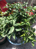 桂花樹(shù)苗桂花苗盆栽金桂四季桂室內外濃香型陽(yáng)臺花卉綠植庭院盆景植物 日香桂【四季開(kāi)花濃香】 4年苗【開(kāi)花多】 曬單實(shí)拍圖