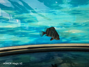 樂淘逸寵蘇門答臘虎魚印尼虎魚蘇虎四紋包肚包脖高檔龍魚配魚 練手雜紋蘇虎8-9cm1條發(fā)順豐 曬單實(shí)拍圖