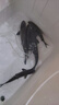 青魚(yú)苗活體淡水養殖食用螺絲混黑鯇魚(yú)缸冷水觀(guān)賞魚(yú)烏青魚(yú)大螺螄青魚(yú)魚(yú)苗批發(fā)淡水魚(yú) 5條20-25厘米特大螺絲青魚(yú)【包活到家】 曬單實(shí)拍圖