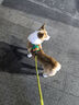 BeauGo狗狗胸背帶狗衣服小型犬牽引繩大型犬狗繩狗背帶狗狗牽引繩 半島綠 M碼    胸圍54-65cm體重9-15KG 曬單實(shí)拍圖