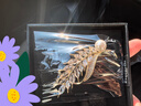 Eternelle法國(guó)永恒麥穗胸針女氣質(zhì)精致配飾輕奢胸花高檔七夕禮物 璀璨金色 曬單實(shí)拍圖