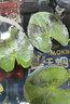 瘋狂水草（FKSC）一葉蓮水草水上植物魚(yú)缸造景和魚(yú)共養冒泡陰性?xún)艋|(zhì)睡蓮浮萍 【加速生長(cháng)】一葉蓮六片+營(yíng)養液 曬單實(shí)拍圖