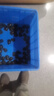 正宗中華鱉小甲魚(yú)苗活體水魚(yú)苗王八團(tuán)魚(yú)苗生態(tài)外塘養(yǎng)殖龍魚(yú)飼料 50只（公母對(duì)半） 甲魚(yú)（21-30克重）+飼料 曬單實(shí)拍圖