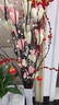 楓麥萱葉脈干花客廳落地假花真干枝插花干花大牡丹居家新房客廳仿真花 白+咖含瓶 曬單實(shí)拍圖