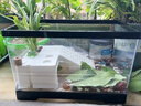 貝初眾烏龜缸生態(tài)缸帶曬臺魚(yú)缸小型飼養箱養龜專(zhuān)用缸小烏龜塑料亞克力缸 裸缸+曬臺【高清透亮】 30*18*18cm 升級材質(zhì) 曬單實(shí)拍圖