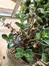 自然空間金魚花吊蘭盆栽植物室內(nèi)觀花趣味綠植 壁雅金魚花1加 源頭直發(fā) 曬單實拍圖