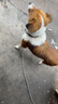 栓狗鐵鏈子大型犬304不銹鋼鐵鏈子狗加粗加長中小型犬防咬狗鏈子 6mm粗2米長      120-200斤狗狗 短環(huán)鏈條，力氣大購買大一號 曬單實拍圖