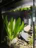 瘋狂水草小mi生態(tài)魚(yú)缸造景套餐全套魚(yú)缸裝飾擺件造景沙石材底砂溪流缸布置 【溪石竹韻景】小mi魚(yú)缸造景 曬單實(shí)拍圖