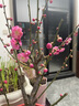 旺之春紅梅濃香型臘梅花樹苗室內(nèi)盆栽紅梅花苗綠梅花苗臘梅冬季花卉植物 5年紅梅（當(dāng)年開花） 曬單實拍圖