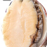 鮮味時刻【活鮮】全國13倉發(fā)貨 鮑魚鮮活超大號生鮮貝類海鮮海鮮水產(chǎn)鮮 2斤，18-20只（大號） 曬單實拍圖
