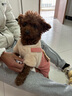 智宙 泰迪衣服狗狗衣服秋冬小型犬保暖比熊小狗博美幼犬冬季寵物加厚 棕色M碼（建議4-6斤） 【升級加絨加厚款】 曬單實(shí)拍圖
