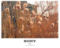 索尼/SONY 16-50 18-105 18-135 55-210 16-70 半畫(huà)幅標準變焦鏡頭 索尼18-135/3.5-5.6 OSS 95新 曬單實(shí)拍圖