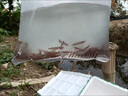 本地塘鲺魚苗三黃塘鲺胡子鯰魚塘角魚苗土塘鲺魚塘虱冬季淡水魚苗 250條4-6厘米 +35條+魚糧 曬單實(shí)拍圖