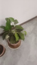 平安樹盆栽中大型客廳擺放綠植觀葉植物四季常青庭院植物 單株高約60厘米 不含盆 曬單實(shí)拍圖