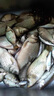 穿透王新品口水劑K10鯉鯽青草鳊魚餌料釣魚小藥高端誘魚劑 口水劑K10（200ml+50ml） 曬單實(shí)拍圖