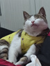 室內(nèi)空調(diào)服寵物衣服斯芬克斯無毛貓德文衣服彈力貓咪四腳衣薄 黃色愛心四腳衣 M 約6-7斤 曬單實拍圖
