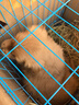 伊寵金毛幼犬純種寵物狗狗活體小狗金毛犬巡回獵犬護(hù)衛(wèi)犬導(dǎo)盲犬 寵物級(jí) A級(jí) 公 曬單實(shí)拍圖