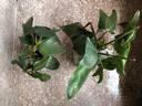 湘萂園飛機蔓綠絨植物ins爬藤綠植北歐風(fēng)防輻射臥室陽(yáng)臺高檔植物稀有 1盆苔蘚球飛機【雙珠】斗笠盆送支架 曬單實(shí)拍圖