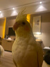 隨燦 鸚鵡腳鏈腳環(huán)不銹鋼鳥鏈子八哥玄鳳鴿子站架開口腳套活扣鳥用品 【6號腳環(huán)+中細(xì)鏈】鸚鵡腳鏈1條 （總長約50cm） 送1個哨+1個鈴鐺 曬單實(shí)拍圖
