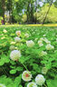 花豐院三葉草四葉草種子幸運草四季常青易種活園林綠化庭院護坡草坪種籽 三葉草（紅花）凈籽半斤 曬單實拍圖