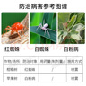 國(guó)光圃彩29%石硫合劑柑桔蘋(píng)果果樹(shù)苗木清園白粉紅蜘蛛殺菌殺蟲(chóng)殺螨1升 曬單實(shí)拍圖