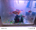 奈寵血鸚鵡魚(yú)增紅飼料增色專(zhuān)用魚(yú)糧紅鸚鵡魚(yú)飼料錦鯉金魚(yú)上浮型魚(yú)食 【78%魚(yú)友選擇】約550g/瓶 1mm小粒 推薦5~9cm魚(yú)吃 曬單實(shí)拍圖