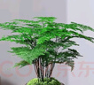 花翁梔子花盆栽植物花卉【多分支大苗】梔子花+菠蘿吸水盆 源頭直發(fā) 曬單實拍圖