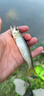 川品社 溪流線(xiàn)組套裝 野釣鯽魚(yú)/白條/石斑傳統釣溪流三粒七星漂通線(xiàn)單鉤小魚(yú)線(xiàn)組 橄欖型三豆【金袖有刺】2.7米/2組裝 0.8【魚(yú)線(xiàn)號】 曬單實(shí)拍圖