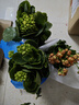愛(ài)你一萬(wàn)年長(cháng)壽花盆栽帶花苞金狐貍四季開(kāi)花易活好養室內綠植花卉多肉植物 變色龍+金狐貍+綠巴黎長(cháng)壽花 曬單實(shí)拍圖