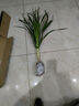 龍須樹(shù)龍須鐵龍血樹(shù)多頭花卉盆栽室內客廳大型綠植花卉開(kāi)業(yè)送禮 龍須樹(shù)高度80-90厘米1顆不帶盆 曬單實(shí)拍圖