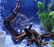 逸樂寵魚缸造景水草缸沉木紫柚木曬龜臺免煮烏龜曬臺斗魚裝飾小號木頭 紫柚木隨機25一35cm有型1個 曬單實拍圖