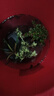 開時(shí)果 中式禪意小盆栽組合套裝 發(fā)財(cái)樹文竹綠植物辦公室內(nèi)花卉好養(yǎng)盆景 羅漢松+小葉赤楠+六月雪 含盆含土（每盆加送苔蘚） 曬單實(shí)拍圖