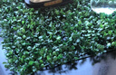 花沃里 仿真草坪(米蘭草坪40*60)仿真植物墻綠植墻假草坪草皮背景墻裝飾 曬單實(shí)拍圖