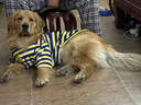 春秋夏寵物狗衣服中大型犬拉布拉多金毛阿拉斯加透氣防掉毛薄款 彩條紋衛(wèi)衣 3XL 適合80-100斤 曬單實拍圖