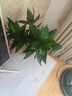 創(chuàng)京鑫選觀音竹富貴竹水培植物帶根花卉綠植綠蘿室內盆栽轉運竹不支持退換 觀音竹3棵簡易杯+營養(yǎng)液 0cm 不含托盤 曬單實拍圖