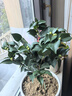盆栽茶花苗 四季香妃茶花濃香型山茶花樹庭院室內(nèi)好養(yǎng)五色赤丹茶花樹苗花卉植物 彩赤丹 5年苗花期花苞多多 曬單實(shí)拍圖