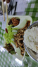 牧士M8 真無線藍(lán)牙耳機(jī)智能觸控迷你隱形運(yùn)動(dòng)雙耳入耳式蘋果華為小米通用手機(jī)耳機(jī) 曬單實(shí)拍圖
