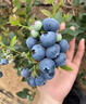 蒲戀藍莓樹(shù)苗特大果高產(chǎn)帶土發(fā)貨南北方種植盆栽地栽果樹(shù)苗當年結果 皇后 全國適宜 六年大苗丨藍莓苗帶土發(fā)貨 曬單實(shí)拍圖