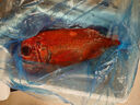 鹿凌青超大船凍大號(hào)長(zhǎng)壽魚 橙鯛 富貴魚 深海海鮮 海鮮水產(chǎn) 生鮮魚類 長(zhǎng)壽魚【2.0-2.5斤】共1條 曬單實(shí)拍圖