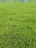 日本結縷草種子進(jìn)口草坪草籽四季青矮生耐踐踏庭院足球場(chǎng)草皮種子 進(jìn)口結縷草/一斤裝 曬單實(shí)拍圖