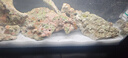 藍色珍品海砂 海缸造景沙子水族海沙1 2 3 4 5號鈣石沙珊瑚砂底沙 2號沙（5公斤 袋） 曬單實拍圖
