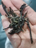 正山堂組合茶葉 金駿眉正山小種紅茶小神農架野茶148g禮盒裝 源頭直發(fā) 曬單實(shí)拍圖